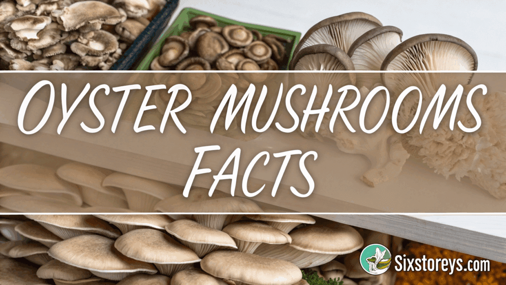 Oyster Mushrooms Facts