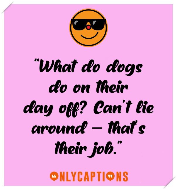 Best Dog Captions For Instagram Best Dog Captions For Instagram (2021)