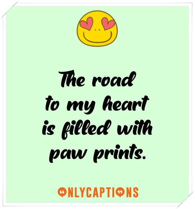 Cute Dog Captions For Instagram Cute Dog Captions For Instagram (2021)