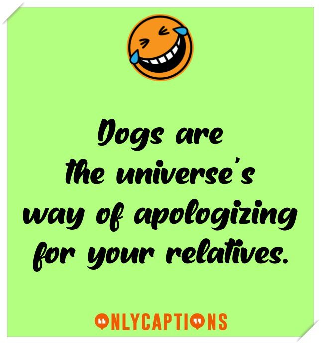 Funny Dog Captions For Instagram Funny Dog Captions For Instagram (2021)
