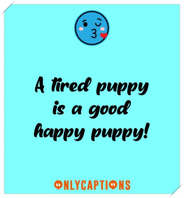Sleepy Dog Captions For Instagram Sleepy Dog Captions For Instagram (2021)