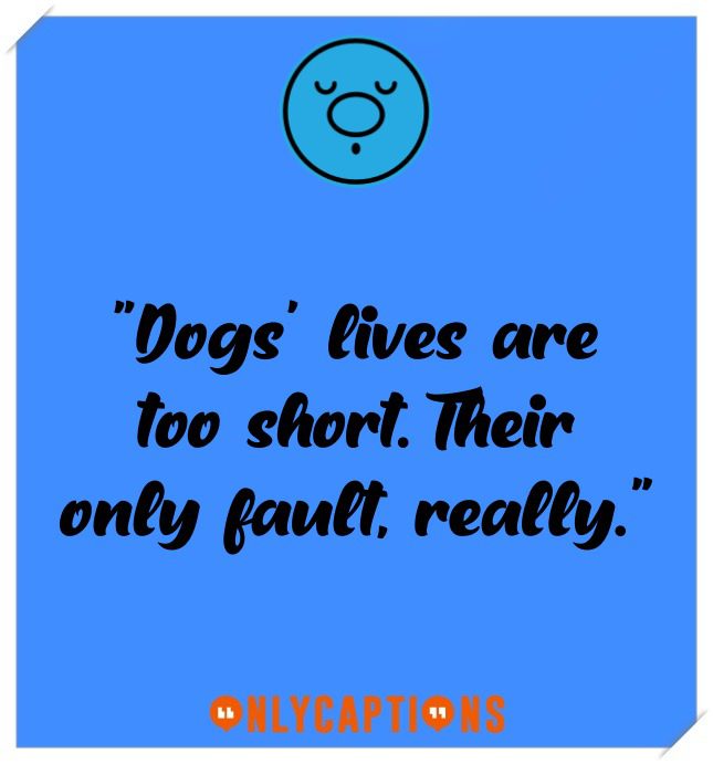 Dog Instagram Captions For Christmas Dog Instagram Captions For Christmas (2021)