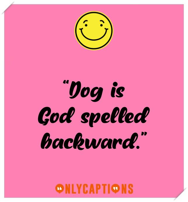 Short Dog Captions For Instagram Short Dog Captions For Instagram (2021)