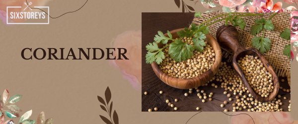 Coriander