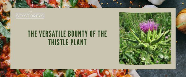 Thistle Plant - Best Foods That Start With Th