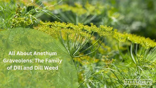 All About Anethum Graveolens: The Family of Dill and Dill Weed