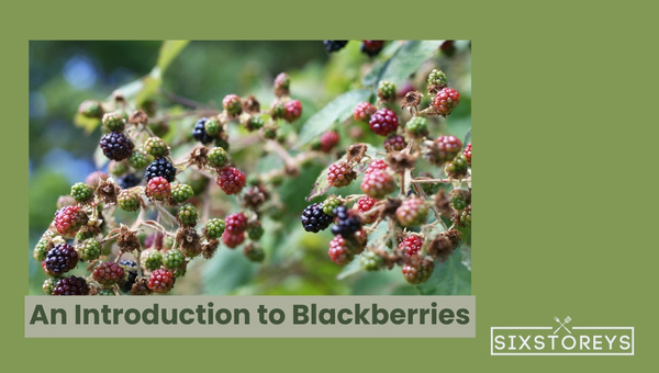 An Introduction to Blackberries