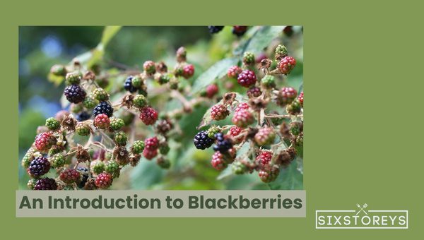 Mulberry Vs Blackberry: Which is Worth the Hype? 6 An Introduction to Blackberries
