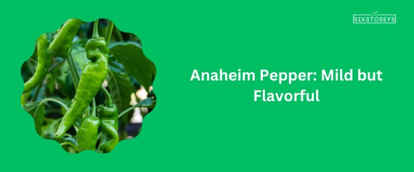 Anaheim Pepper - Best Poblano Pepper Substitute