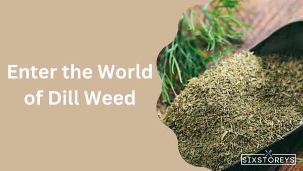 Enter the World of Dill Weed