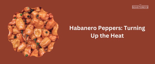 Habanero Peppers - Best Poblano Pepper Substitute