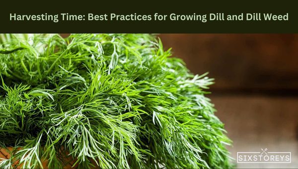 Harvesting Time: Best Practices for Growing Dill and Dill Weed