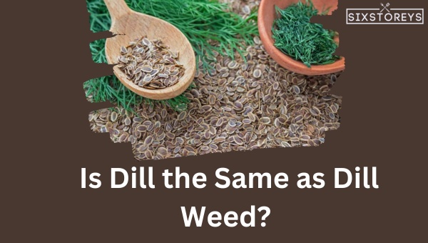 Is Dill the Same as Dill Weed? 