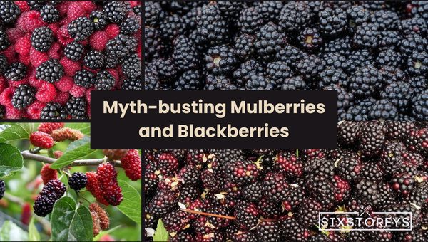 Myth-busting Mulberries and Blackberries