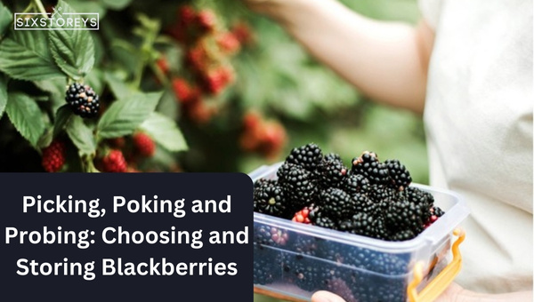 Picking, Poking and Probing: Choosing and Storing Blackberries