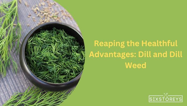 Is Dill the Same as Dill Weed? Discover the Real Difference 4 Reaping the Healthful Advantages: Dill and Dill Weed