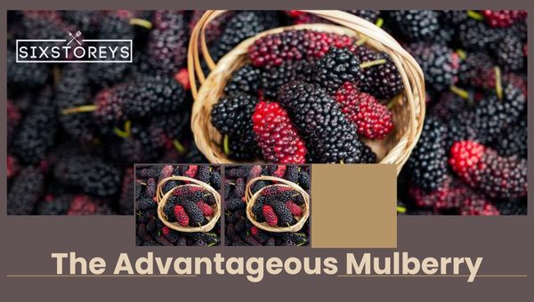 Mulberry Vs Blackberry: Which is Worth the Hype? 4 The Advantageous Mulberry