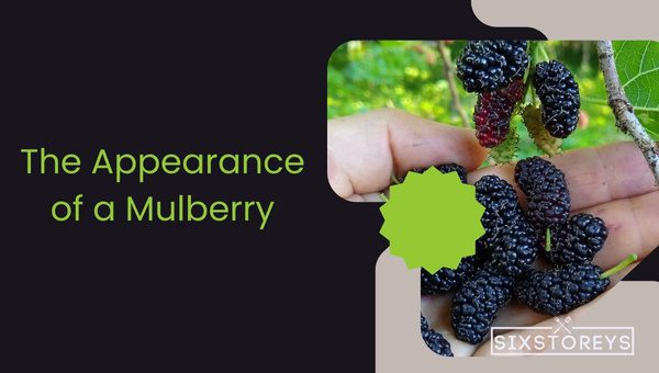 Mulberry Vs Blackberry: Which is Worth the Hype? 2 The Appearance of a Mulberry