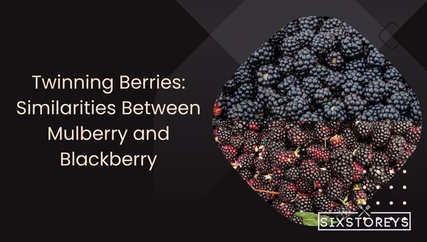 Mulberry Vs Blackberry: Which is Worth the Hype? 15 Twinning Berries: Similarities Between Mulberry and Blackberry
