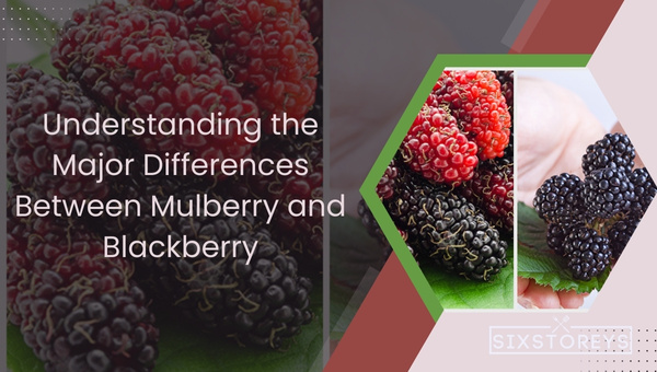 Understanding the Major Differences Between Mulberry and Blackberry