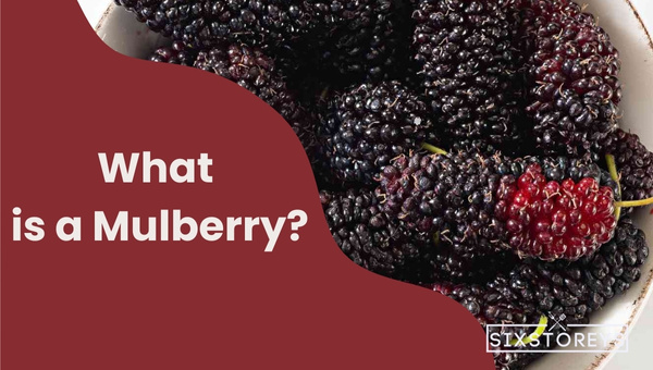 What is a Mulberry?