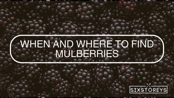 When and Where to Find Mulberries