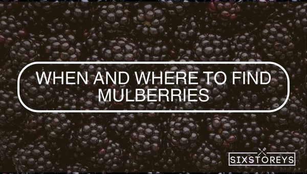 Mulberry Vs Blackberry: Which is Worth the Hype? 5 When and Where to Find Mulberries