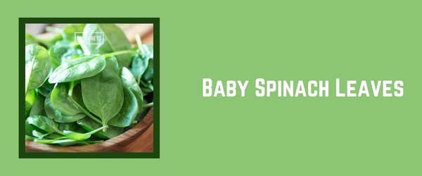 Baby Spinach Leaves - Best Substitute for Basil in 2024