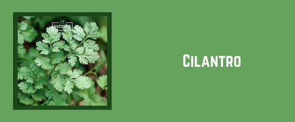 Cilantro