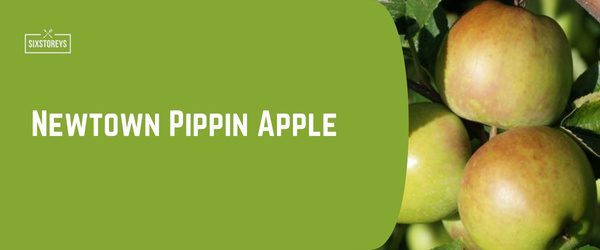 Newtown Pippin Apple