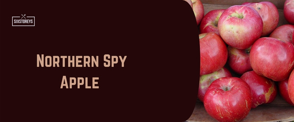 Northern Spy Apple