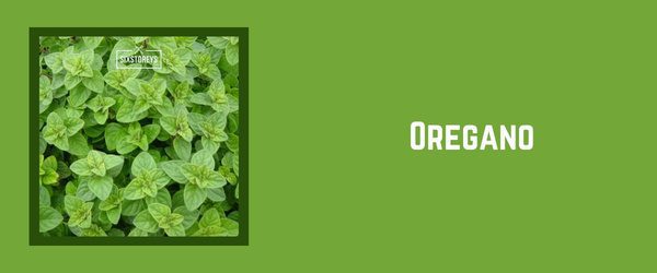 Oregano