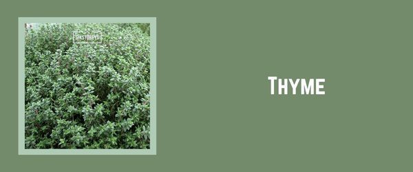 Thyme